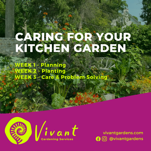 Your First Kitchen Garden – Virtual Workshop